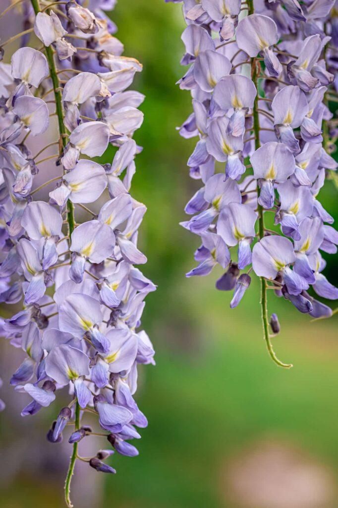 wisteria tree blooming close up natural background 1 1