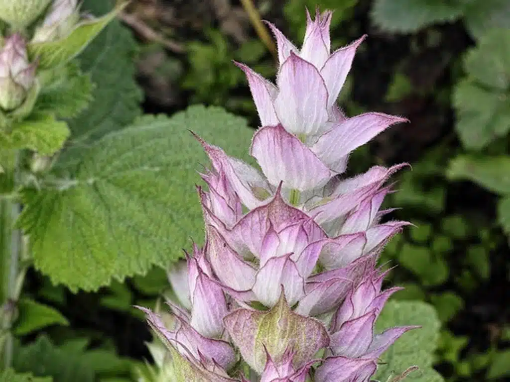 Salvia sclarea, šalvia muškátová​