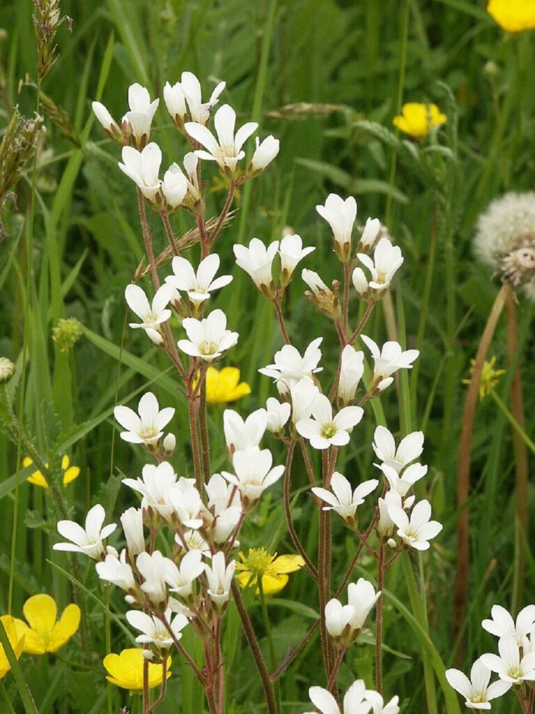 Lomikameň zrnitý, Saxifraga granulata​