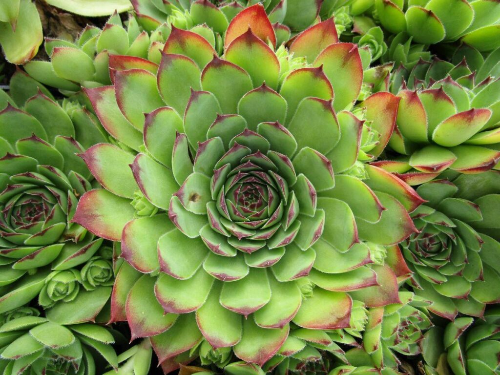 Sempervivum tectorum, skalnica strešná