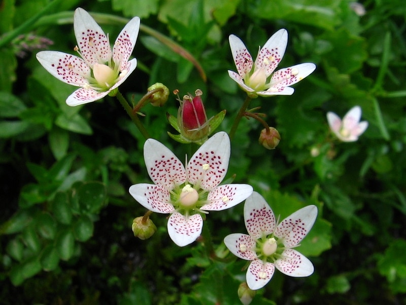 Lomikameň guľatolistý, Saxifraga rotundifolia​