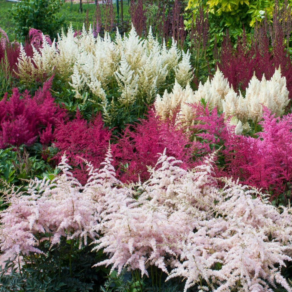 Čechrava záhradná astilbe arendsii