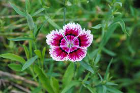 Klinček čínsky (Dianthus chinensis) so strapkatými okrajmi korunných lupienkov