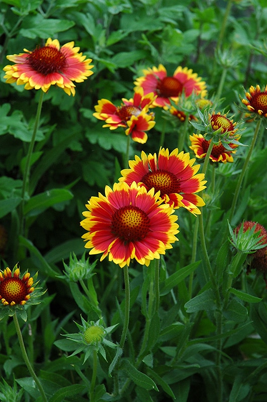 Kokarda veľkokvetá Gaillardia grandiflora
