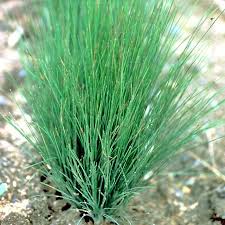 Kostrava ametystová Festuca amethystina