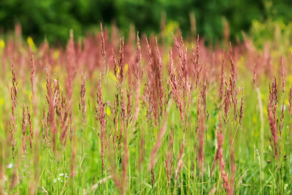 Kostrava červená Festuca rubra