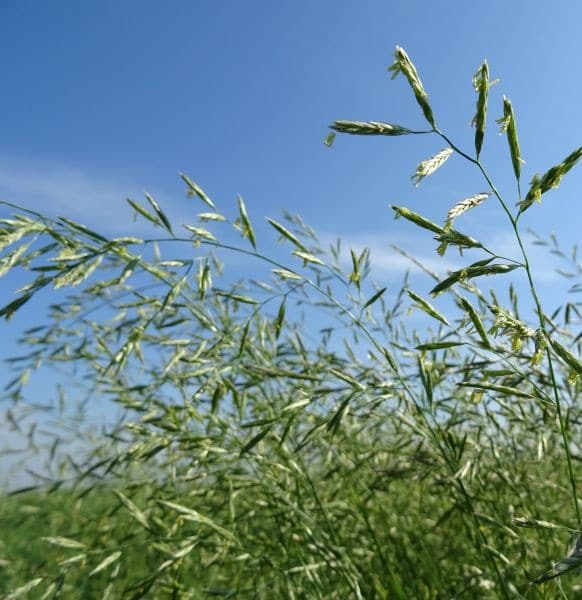 Kostrava lúčna Festuca pratensis