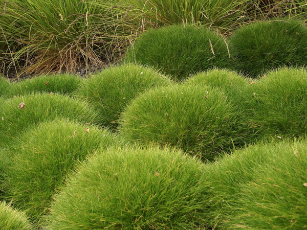 Kostrava medvedia Festuca gautieri