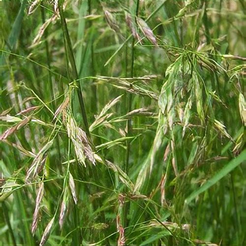 Kostrava trstinová Festuca arundinacea