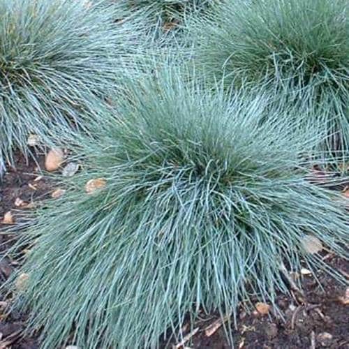Kostrava sivá Festuca pallens