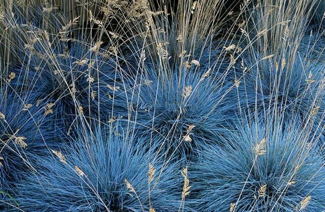 Kostrava strieborná Festuca glauca