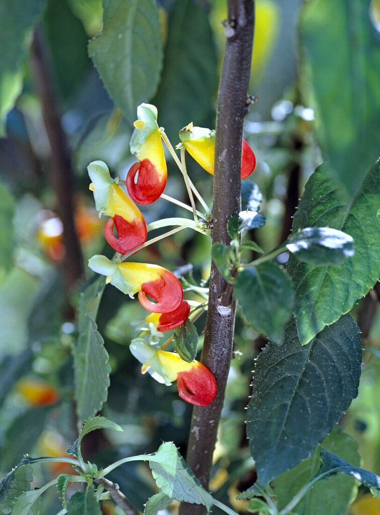 Netýkavka konžská impatiens niamniamensis