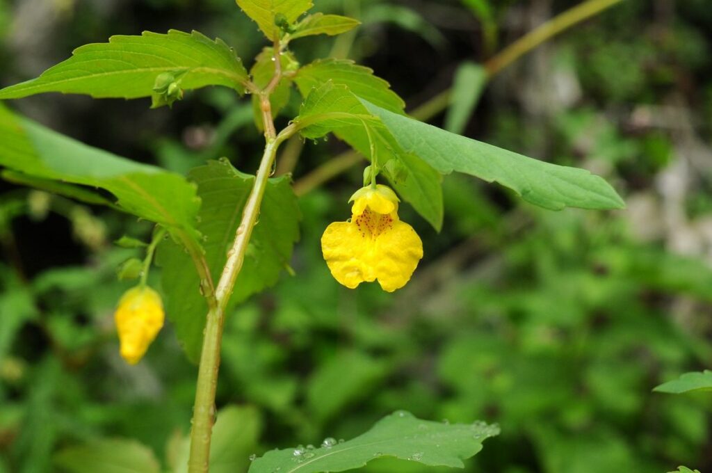 Netýkavka nedotykaná Impatiens noli-tangere
