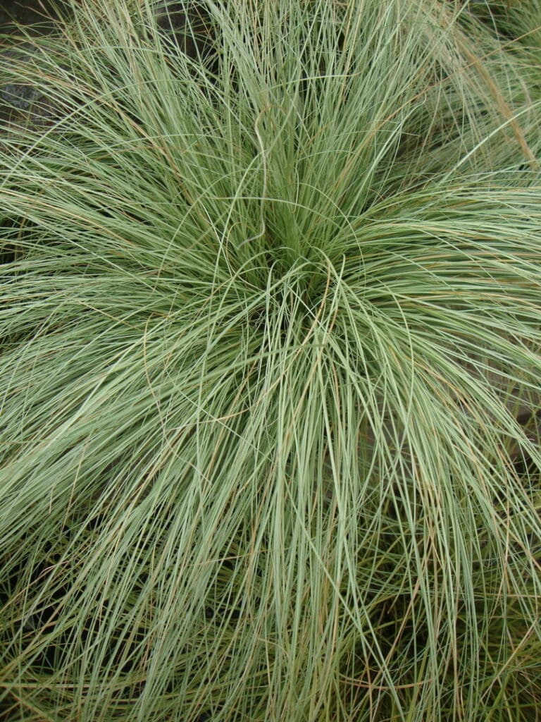 Ostrica chocholatá Carex comans