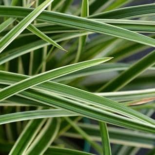 Ostrica japonská Carex morrowii Sedge Ice