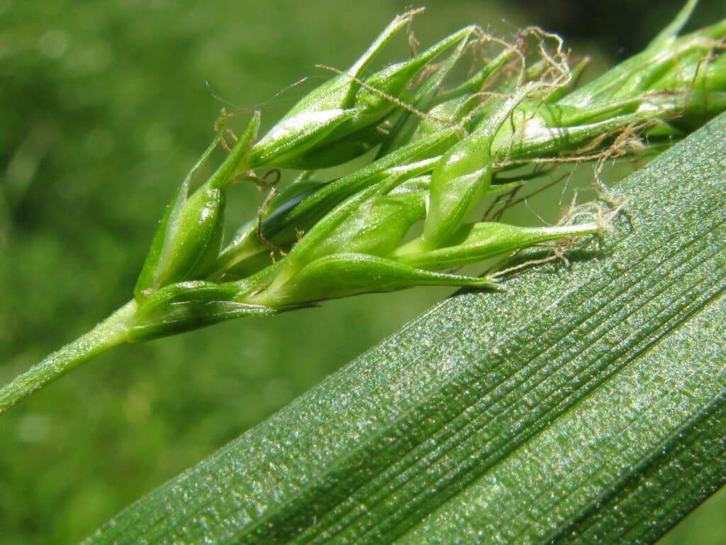 Ostrica lesná Carex sylvatica