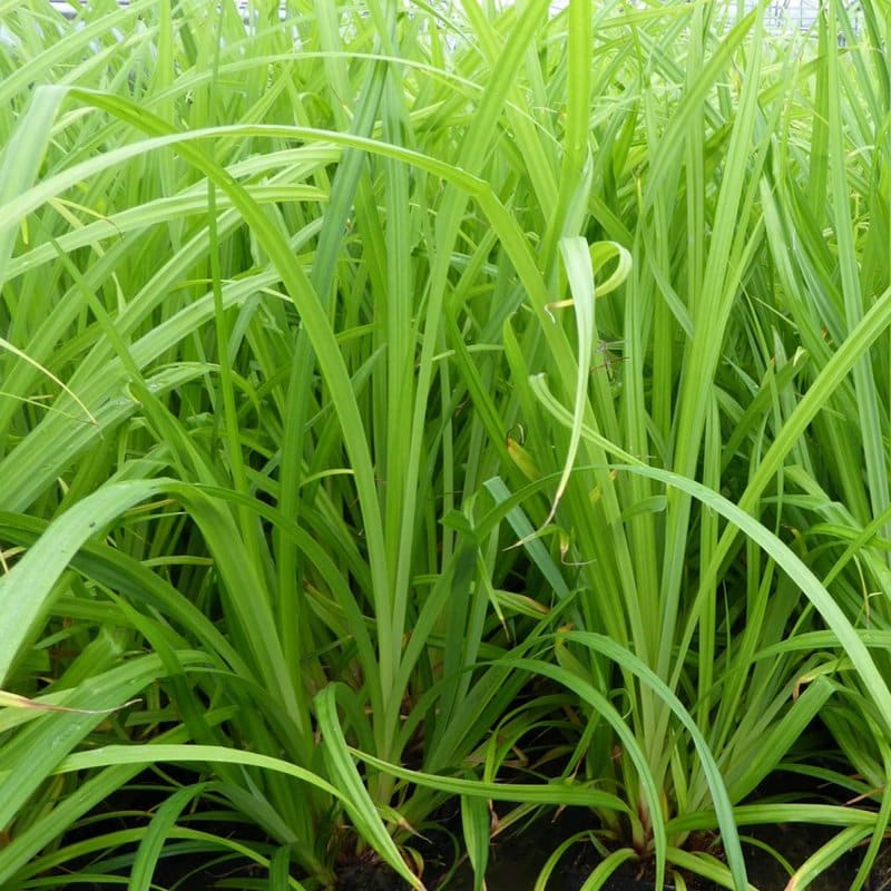 Ostrica previslá Carex pendula