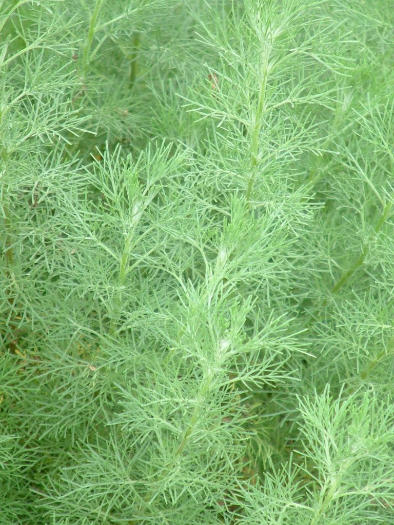 Palina abrotanová (Artemisia abrotanum) v záhrade