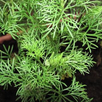 Palina Coca cola - Artemisia abrotanum var. maritima 'Cola'
