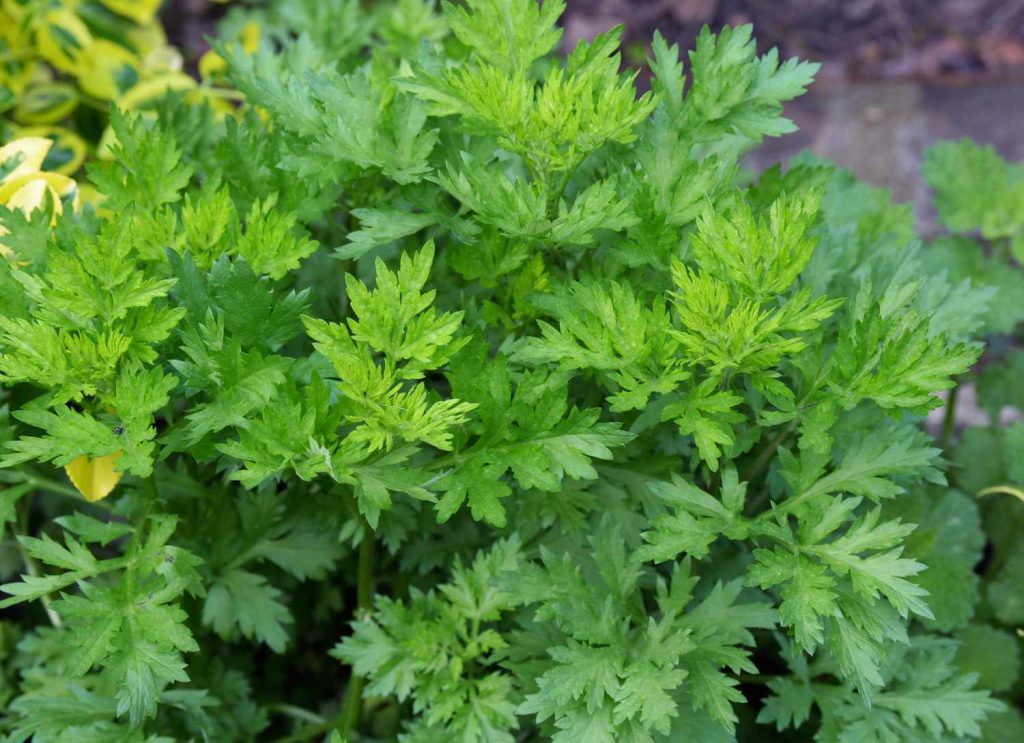 Palina obyčajná (Artemisia vulgaris) v kvete