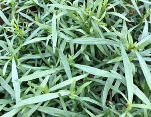 Estragón (Artemisia dracunculus) - list bylinky