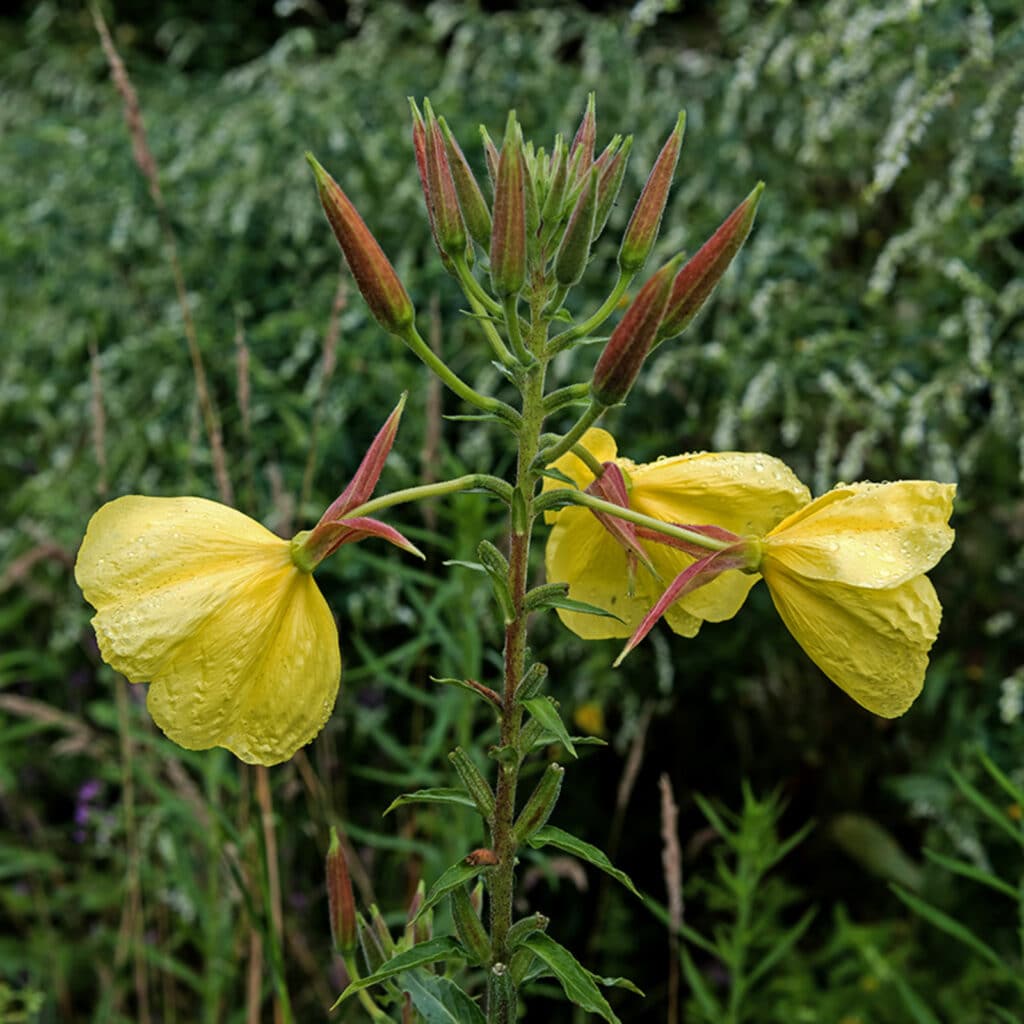 Pupalka červenokališná Oenothera glazioviana