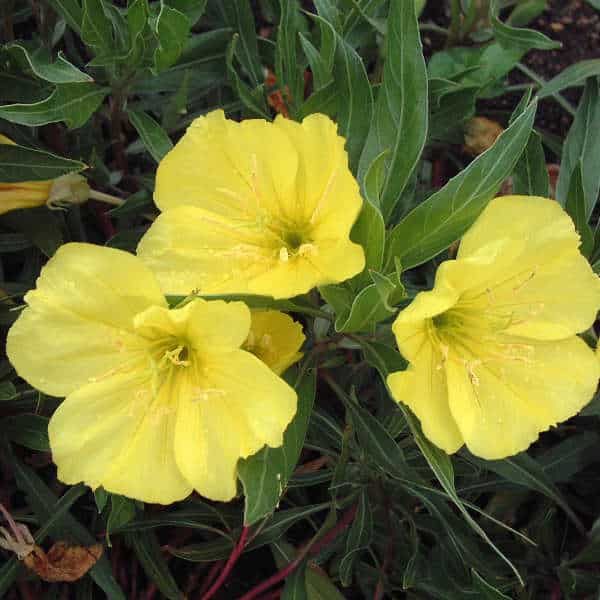 Pupalka veľkoplodá Oenothera macrocarpa
