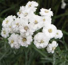 Rebríček bertram Achillea ptarmica