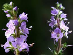 Rozrazil lekársky VERONICA OFFICINALIS