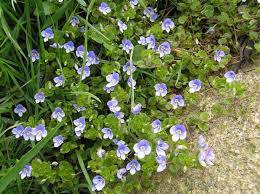 Rozrazil niťovitý Veronica filiformis
