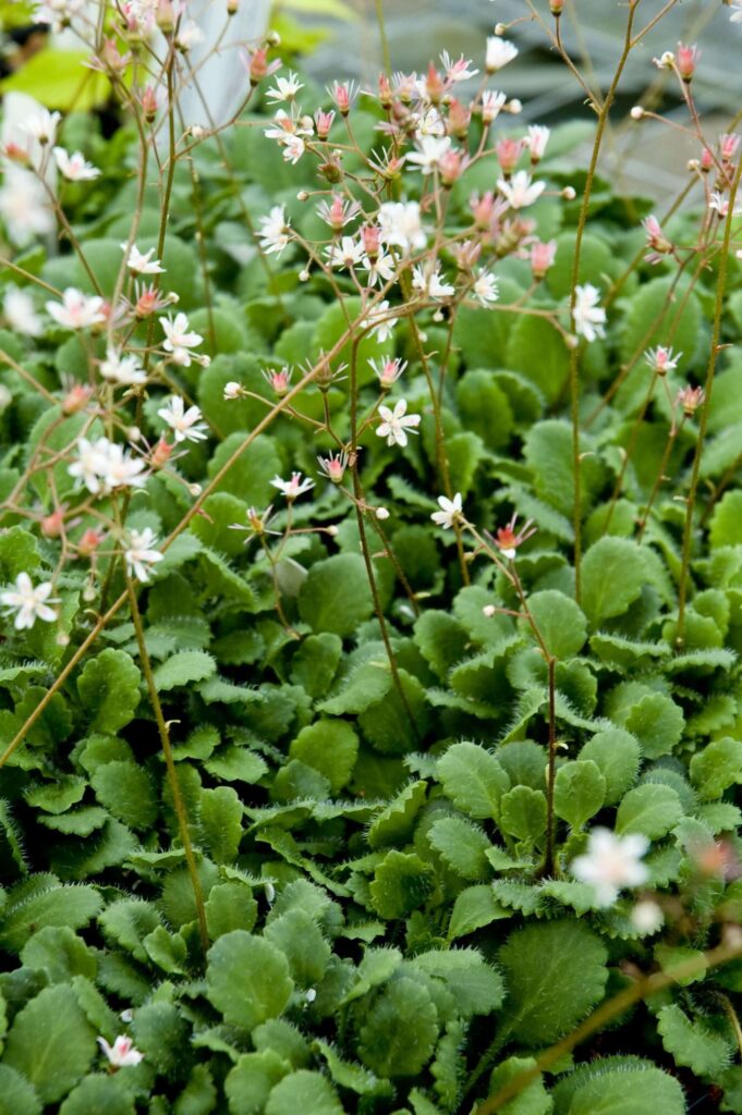 Lomikameň kuklikový, Saxifraga × geum​