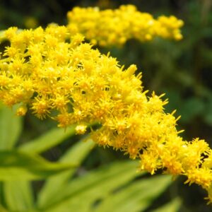 Zlatobyľ kanadská (Solidago canadensis)​