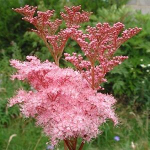 Túžobník filipendula rubra