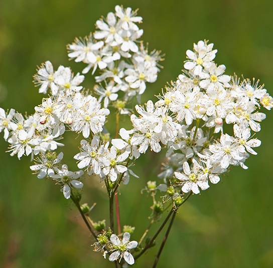 Tužobník obyčajný Filipendula vulgaris