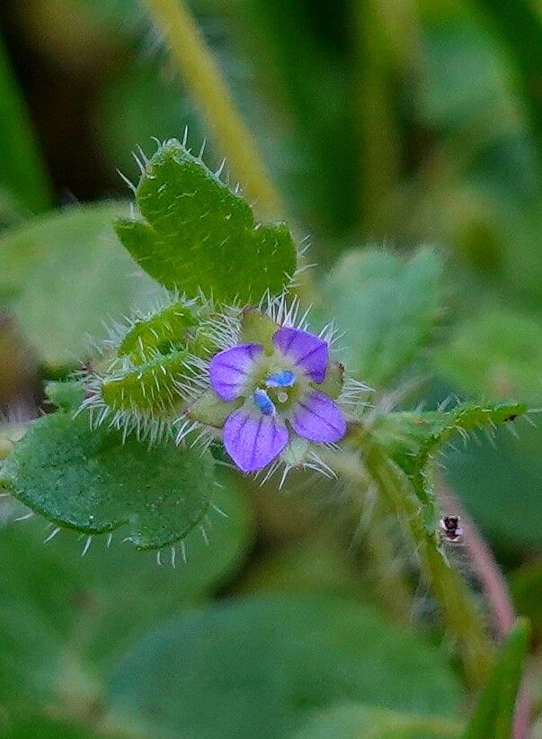 Rozrazil brečtanolistý Veronica hederifolia