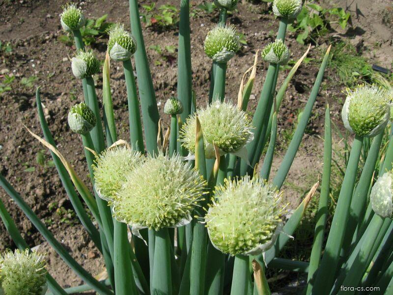 Zimná cibuľa (Allium fistulosum)