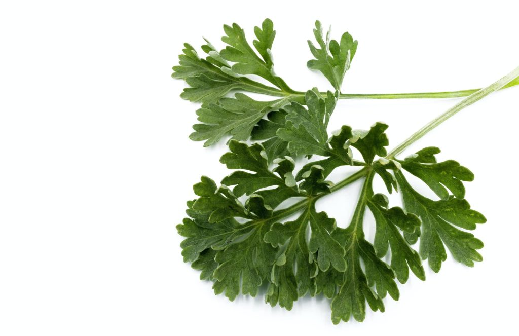 Palina pravá (Artemisia absinthium) - vetvička so striebristými listami