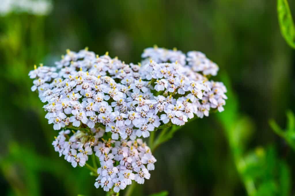 Rebríček sličný Achillea nobilis