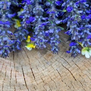 Modré klasy kvetov zbehovca plazivého (Ajuga reptans) na drevenom pni