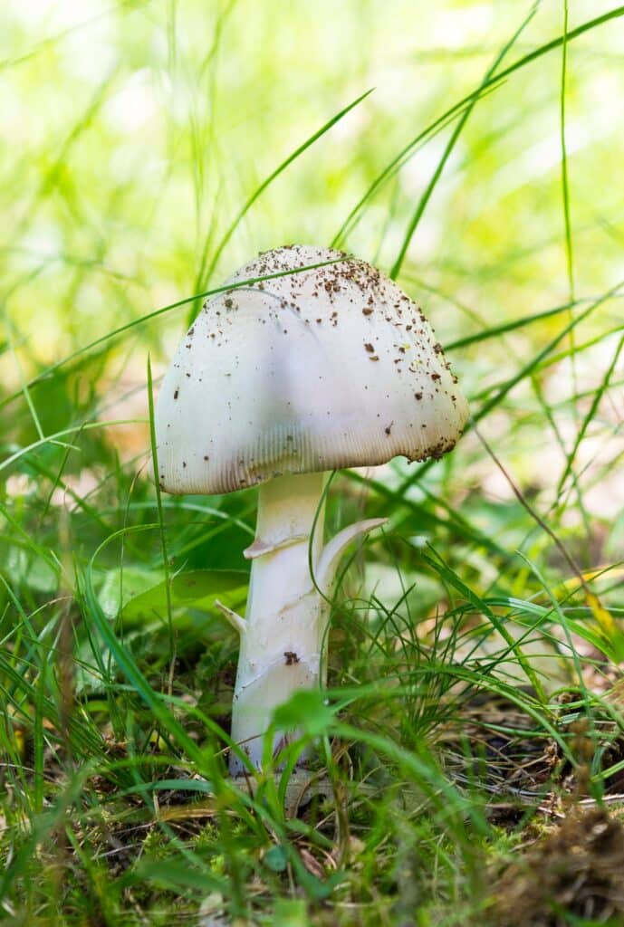 Hliva ustricová zámena - Muchotrávka škodlivá