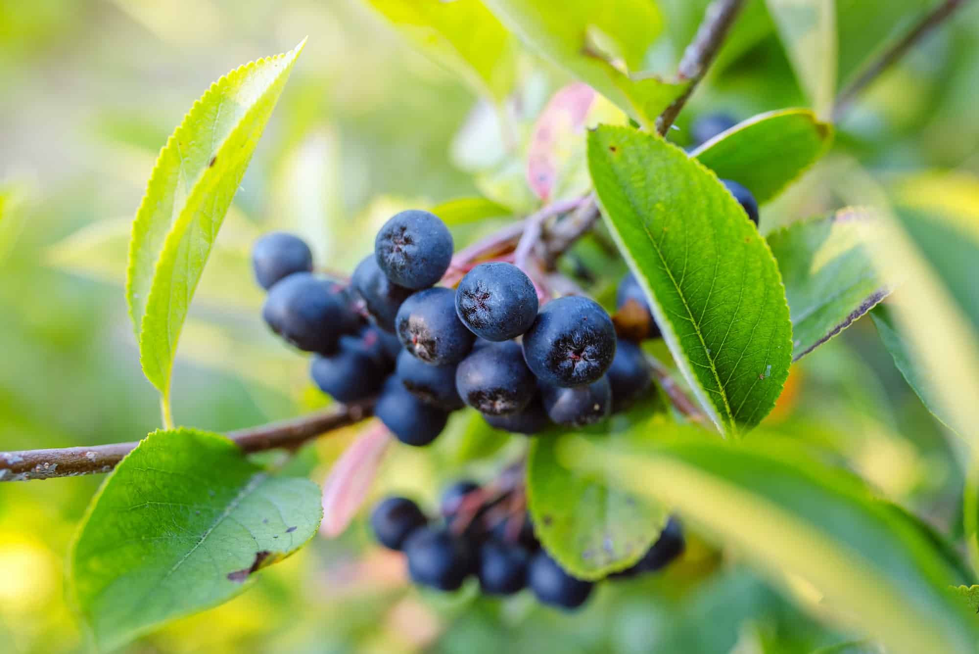 Čierny jarabina - aronia