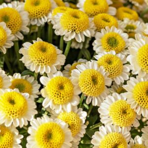 Vrátenec kvet Tanacetum