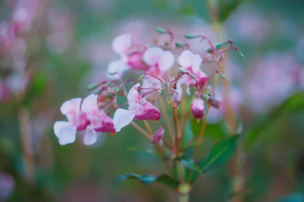 Balzamínový kvet. Rastlina himalájsky balzamín (Impatiens glandulifera) v kvete.