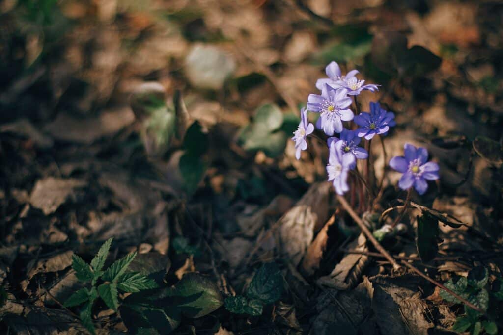 Krásny fialový kvet hepatica nobilis v slnečnom jarnom lese