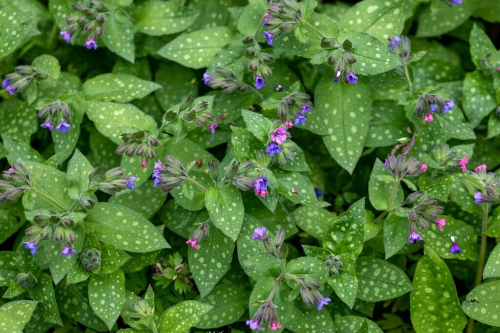 Pľúcnik lekársky pulmonaria