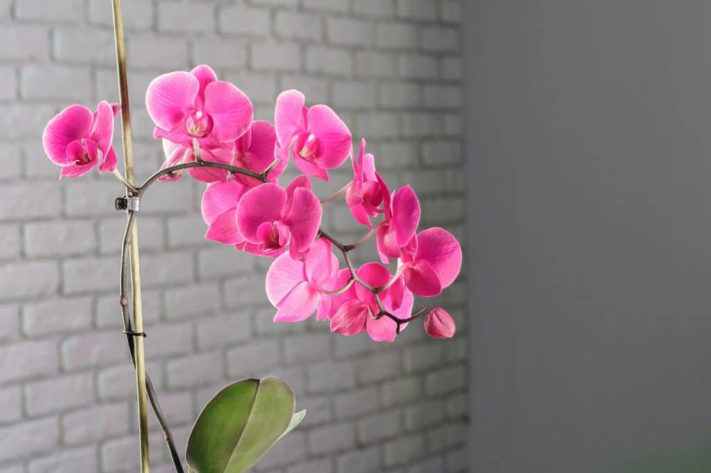 Ako odstrániť červce z orchideí