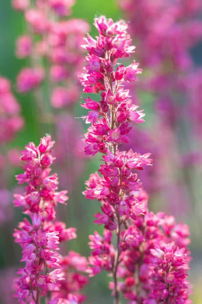 Dlžička purpurová Heuchera