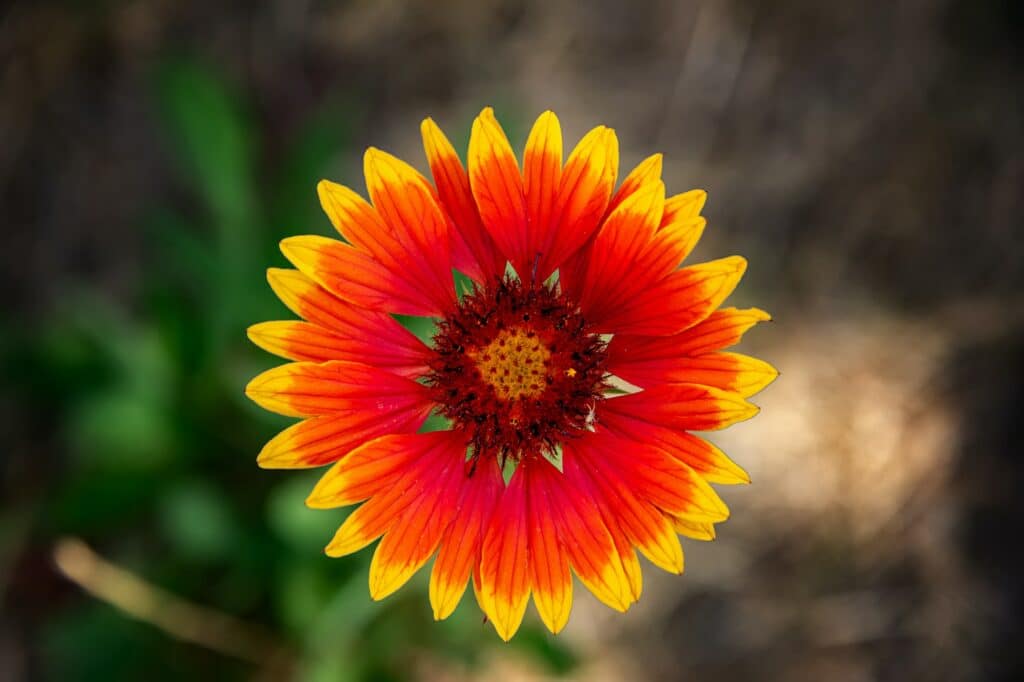 Kokarda - Gaillardia