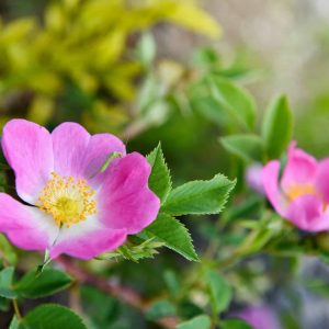 Ružový kvet ruže šípovej (Rosa canina) so žltými tyčinkami a zúbkovanými listami na kríku