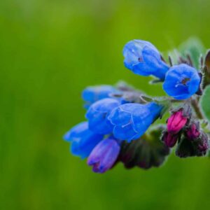 Pľúcnik lekársky pulmonaria officinalis